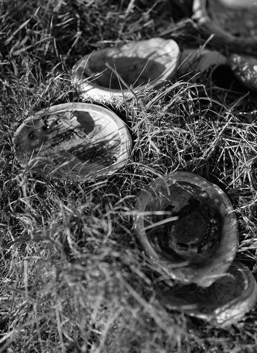 Abandoned abalone shells
