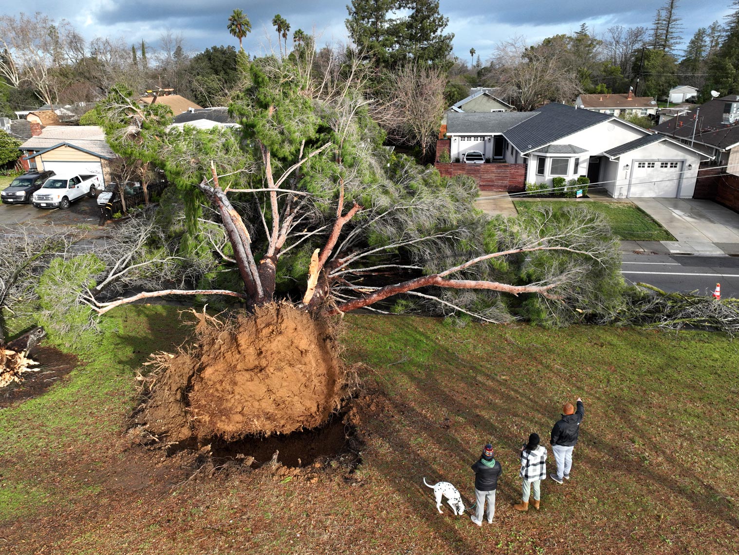 Residents Look at Giant Tree Felled by Winter Storm
