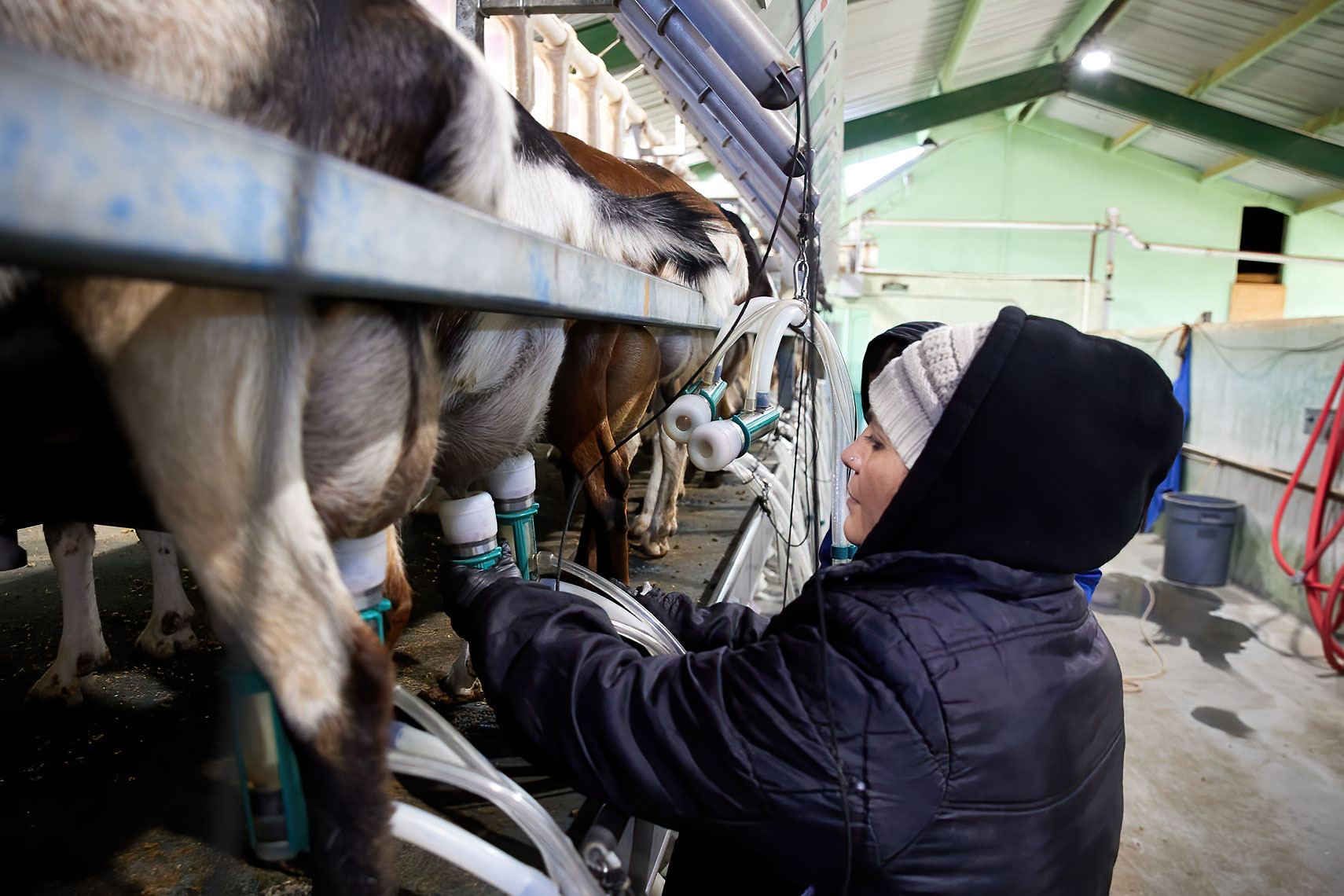 Worker Milking Dairy Goats
