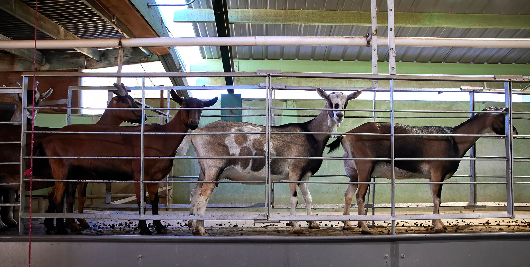 Dairy Goats Waiting to be Milked