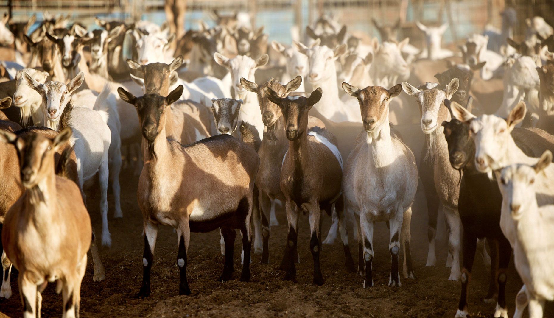 Herd of Dairy Goats