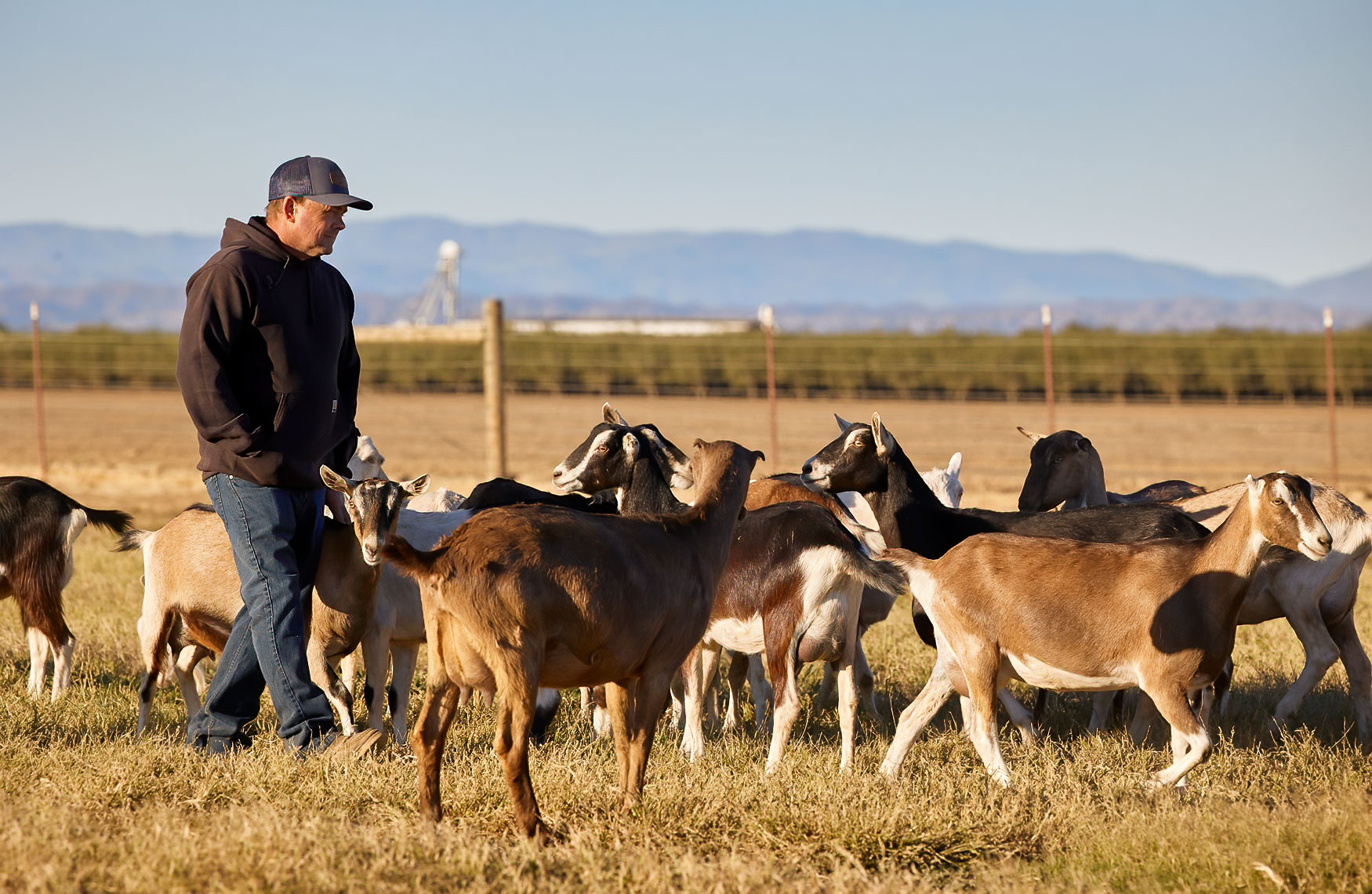 Ed Fumasi with Dairy Goats