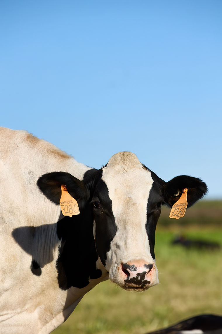 Dairy Cow at Pasture