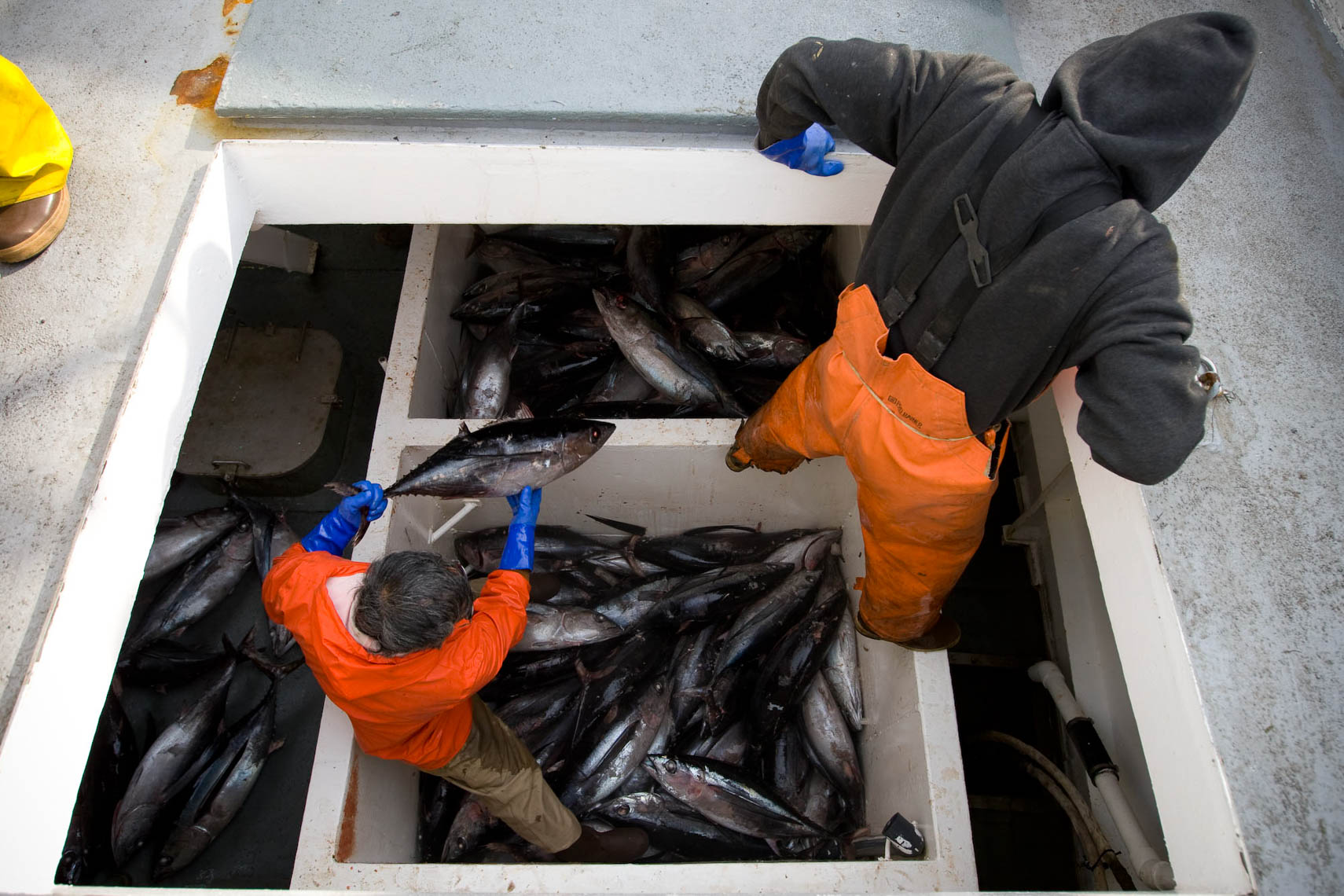 A Crewman Climbs out of a Hold Filled With Tuna