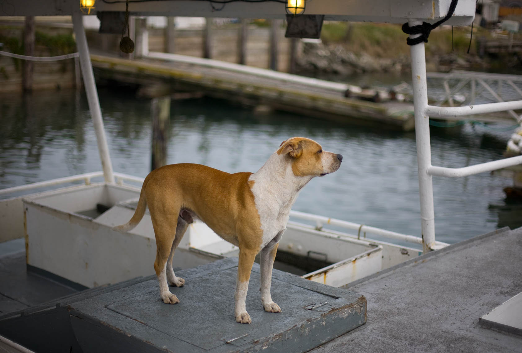 Dog on an Albacore Tuna Boat