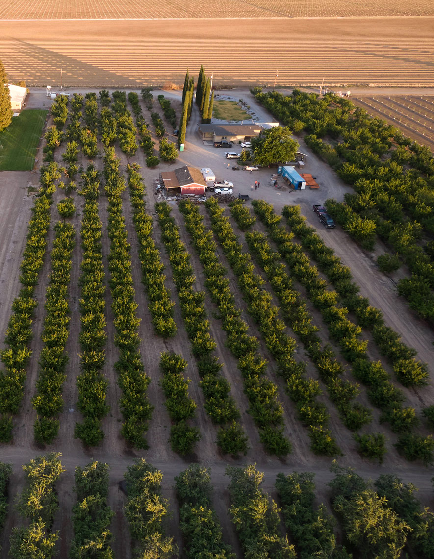 Aerial Photograph of an Apricot Farm