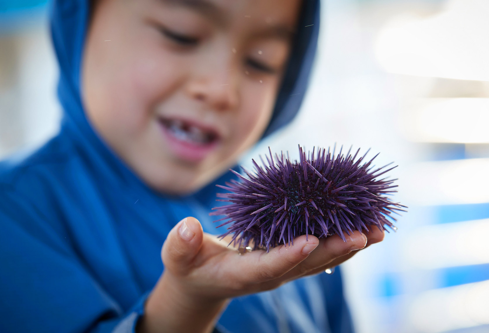 A Boy Holds a Sea Urchin at Petting Pool