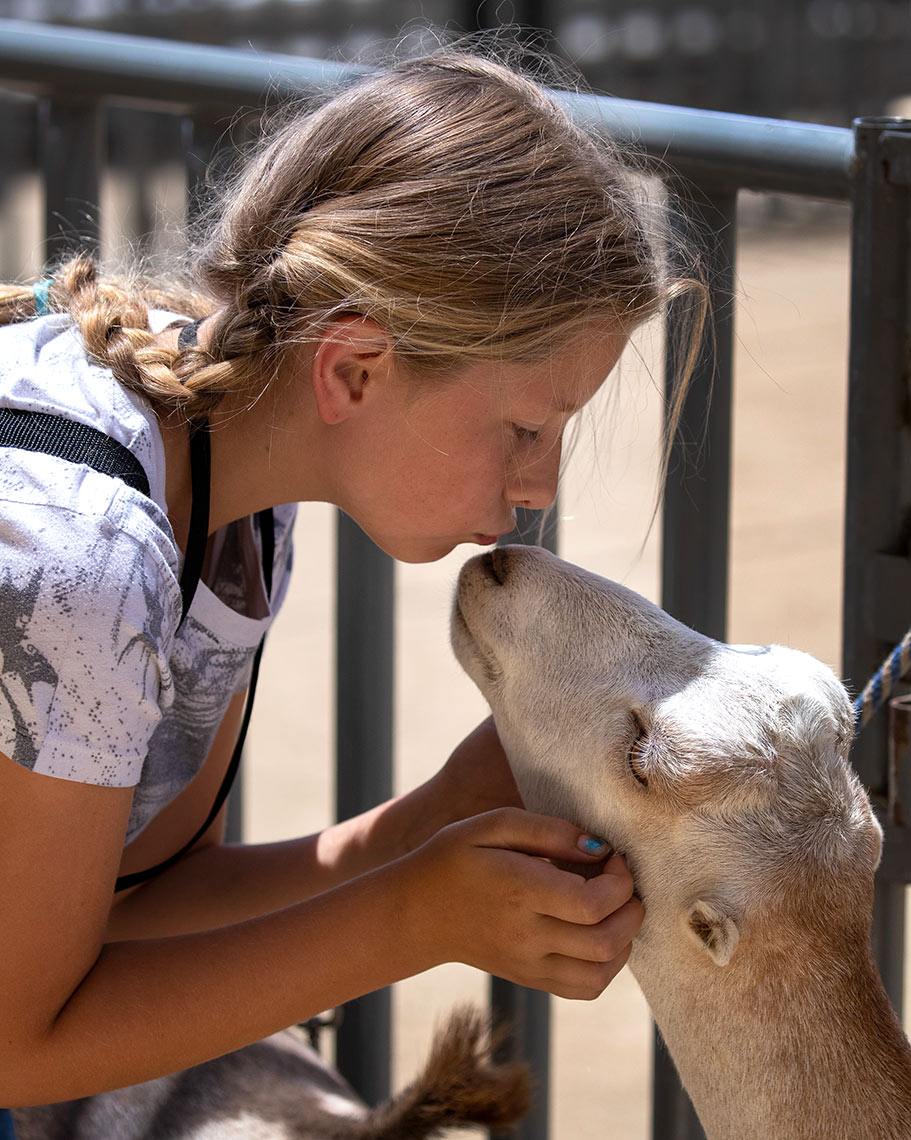Dairy Goat Kiss