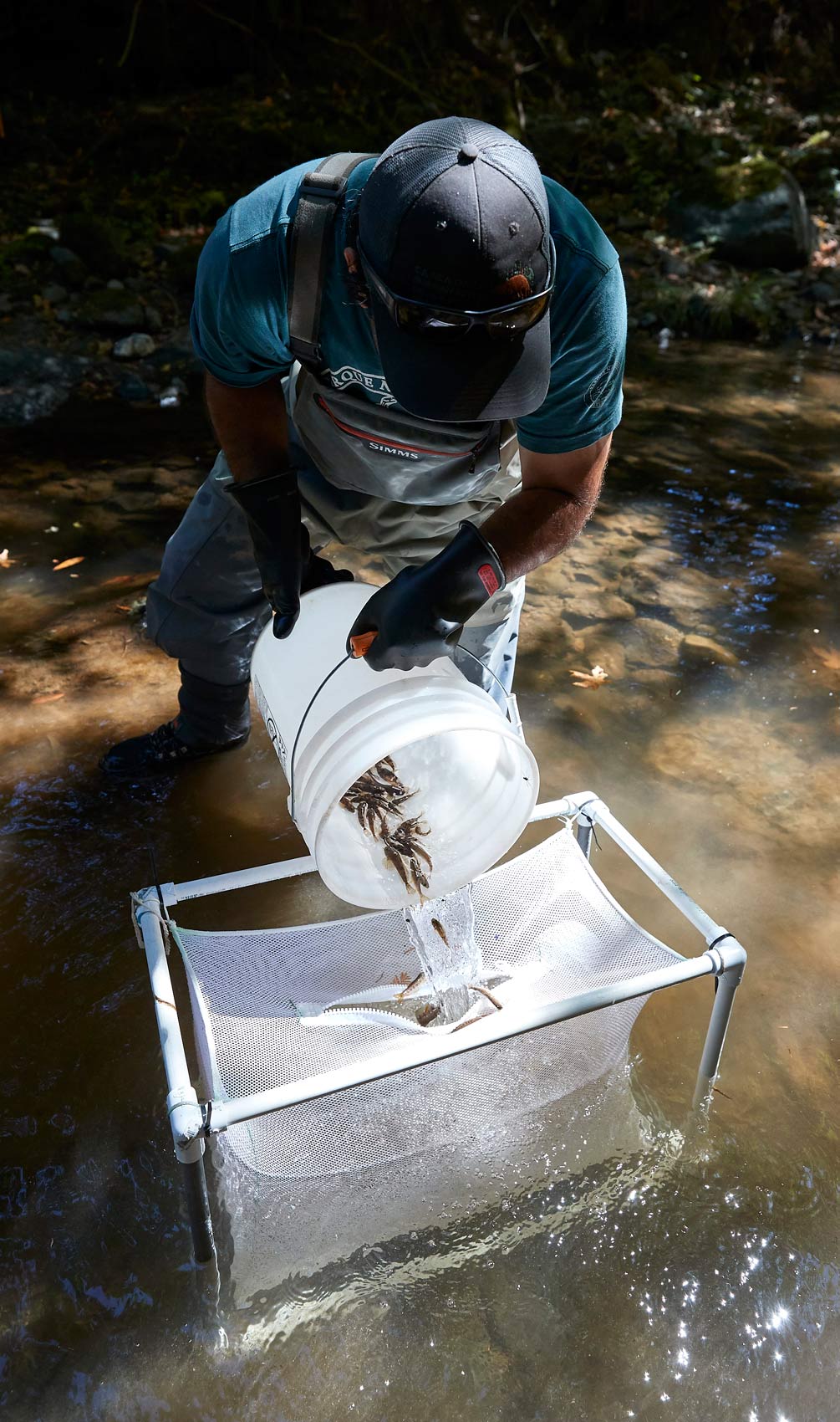 Researcher in River Moves Fish into a Holding Tank | Sacramento