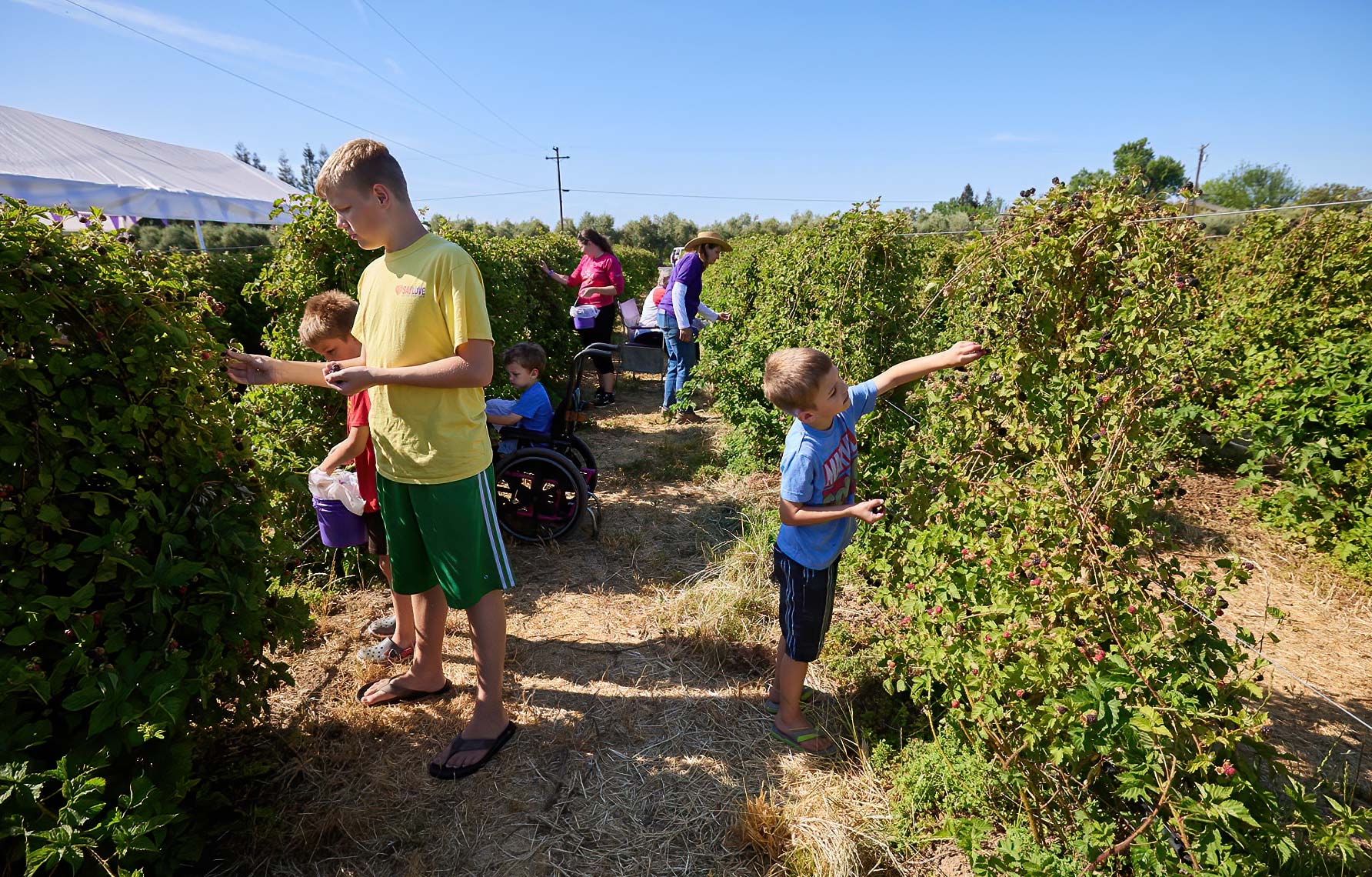 Family Picks Boysenberries in Orland California