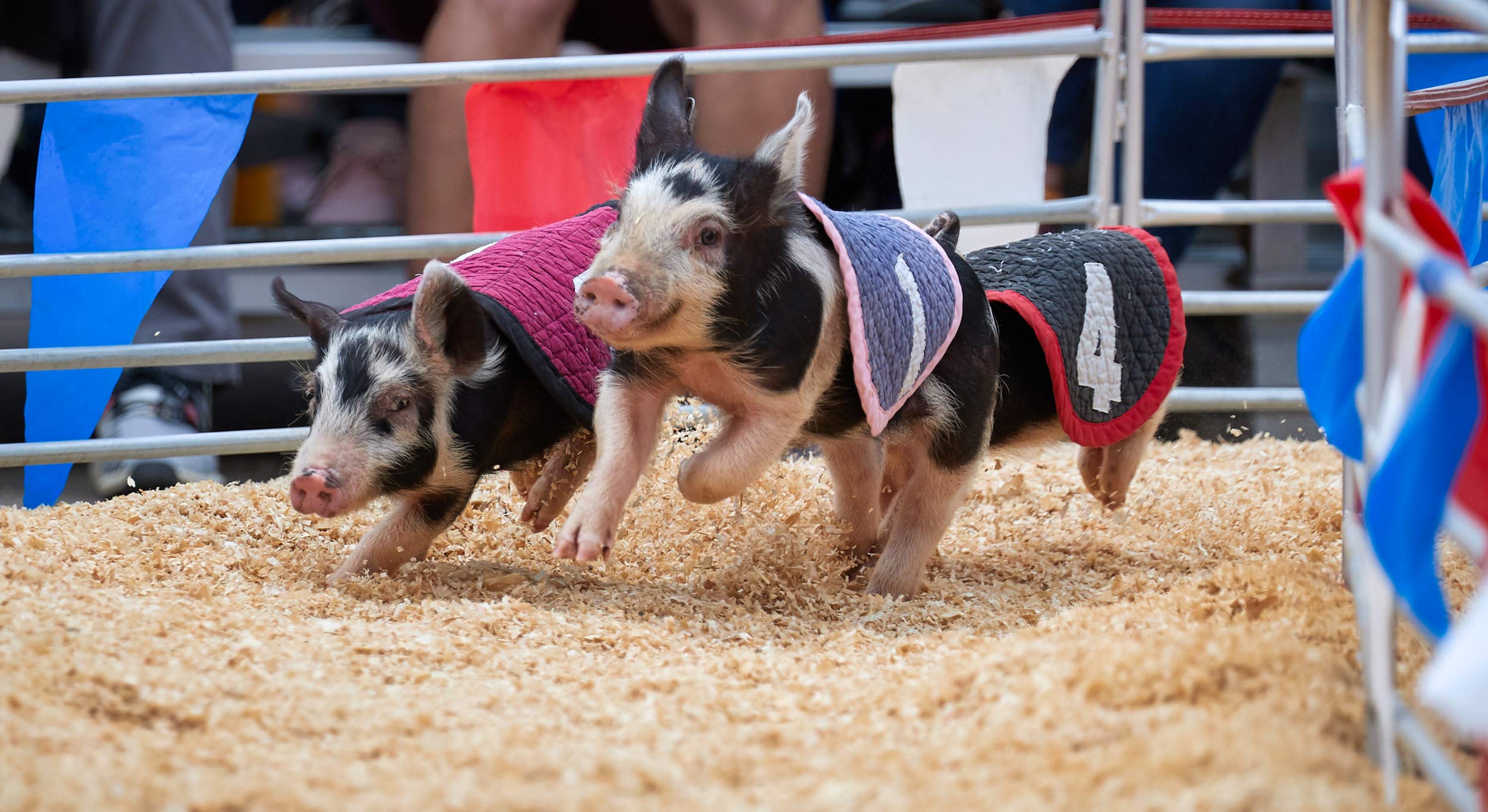 Swifty Swine Pig Races
