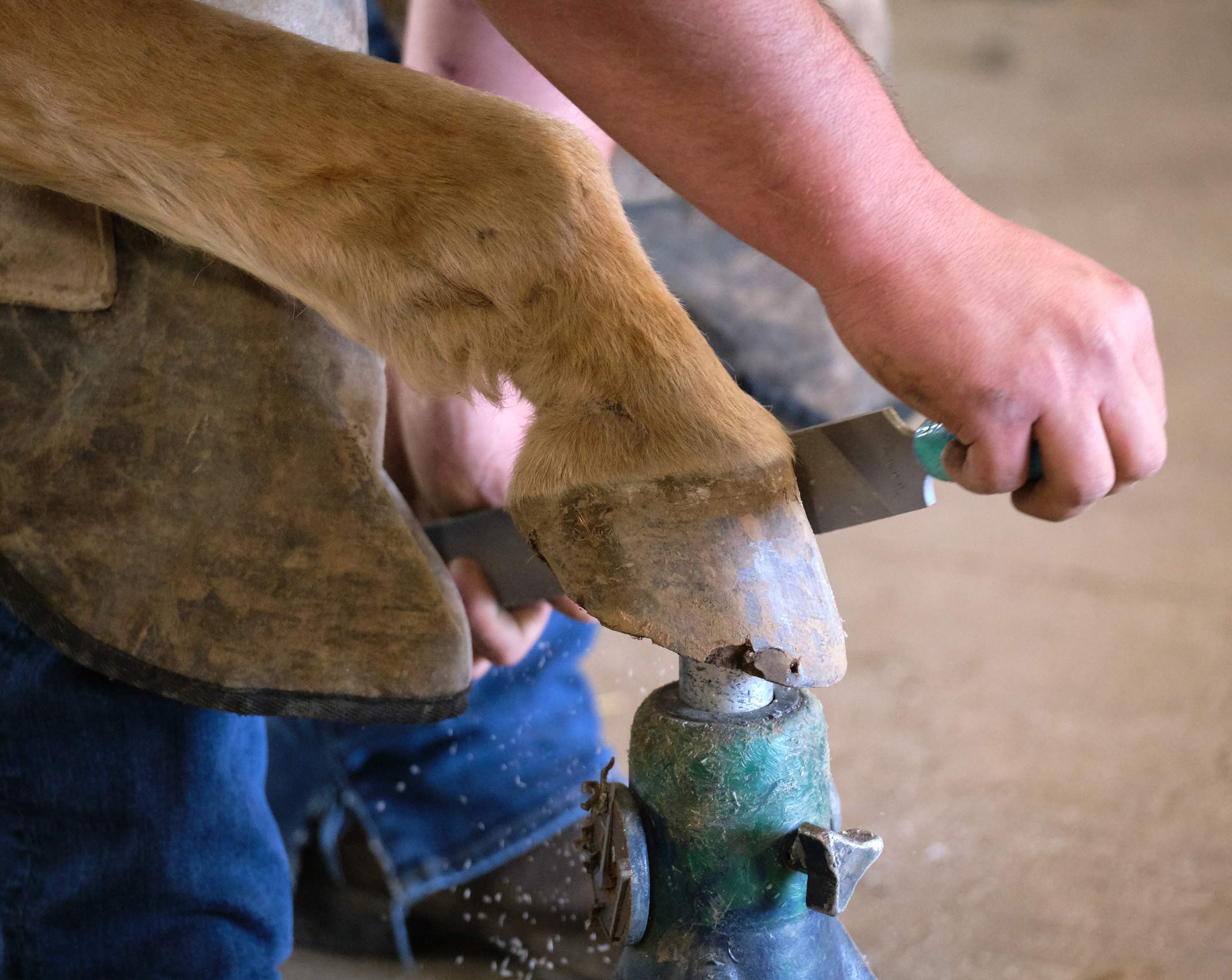A Horses Hoof is Filed Before Shoeing