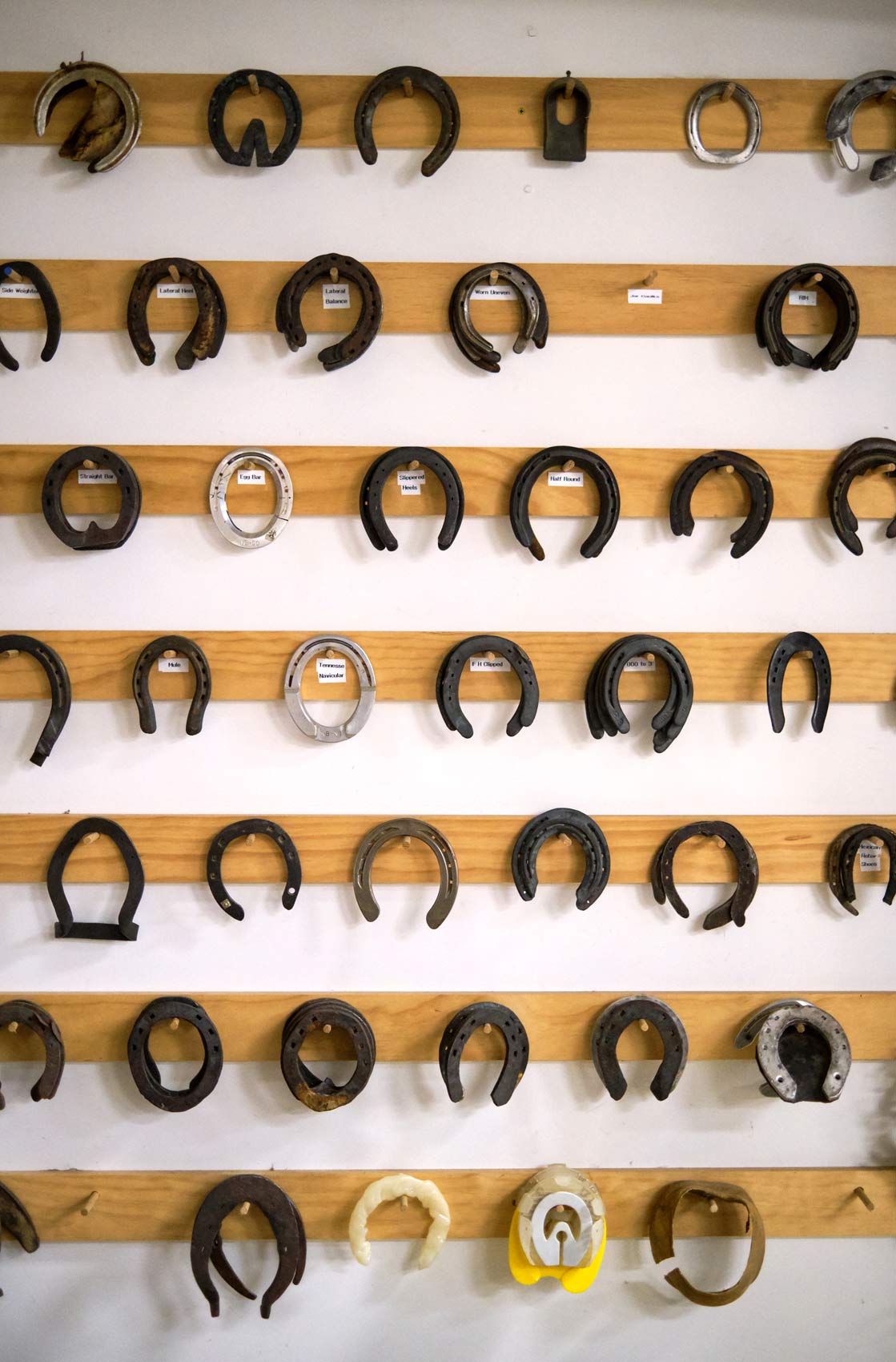 Different Horseshoe Types on a Classroom Wall