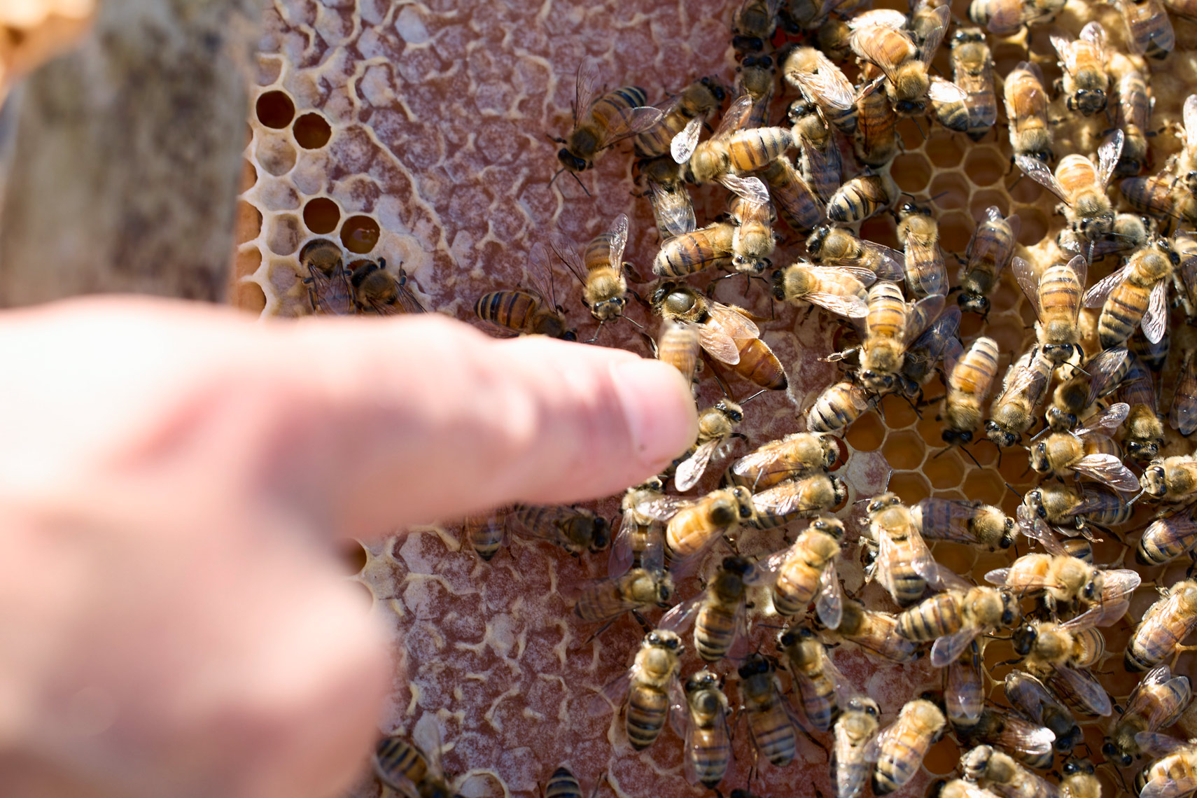 fg_inmate_beekeepers_2022_08_24_F351157