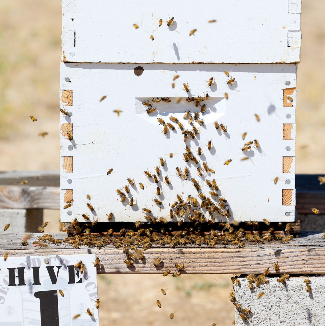 fg_inmate_beekeepers_2022_08_24_F351269
