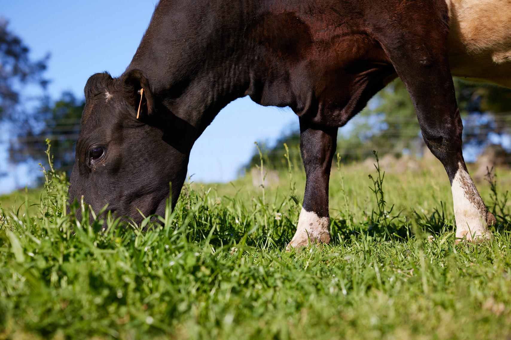 Cow Grazing on Wild Grasses