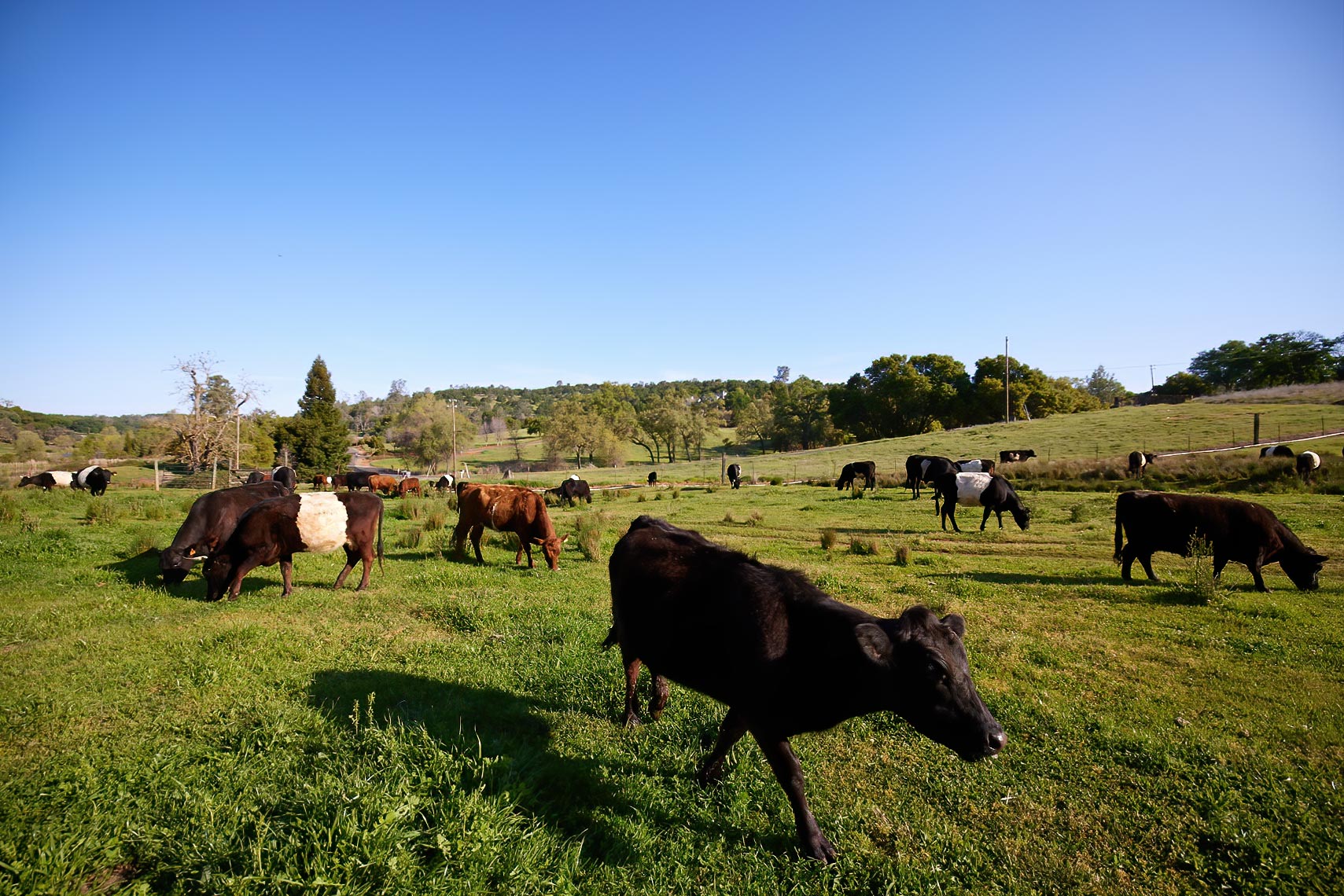 Dairy Cattle in a Pasture