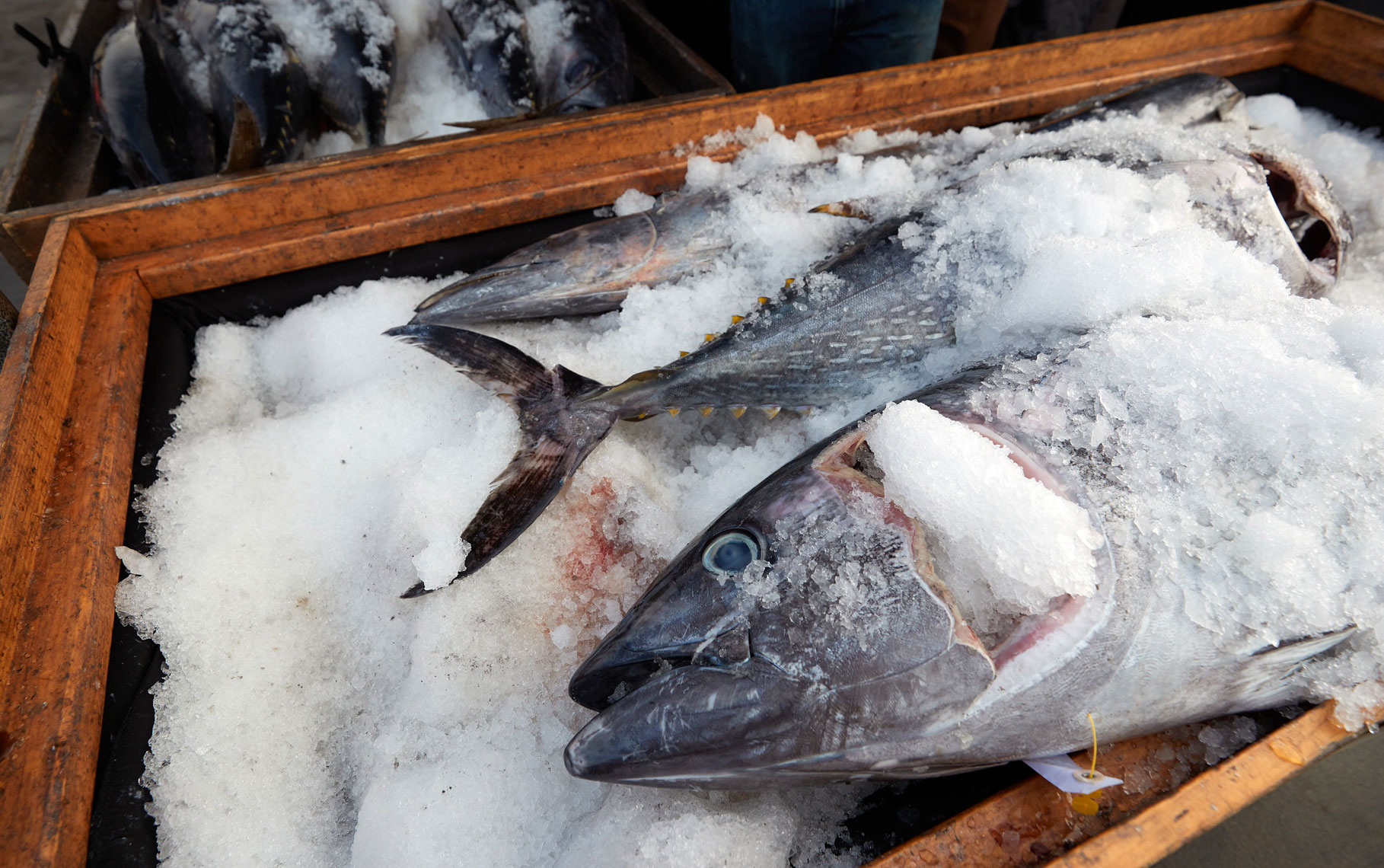 Fresh Caught Tuna on Ice at Tuna Harbor Dockside Market