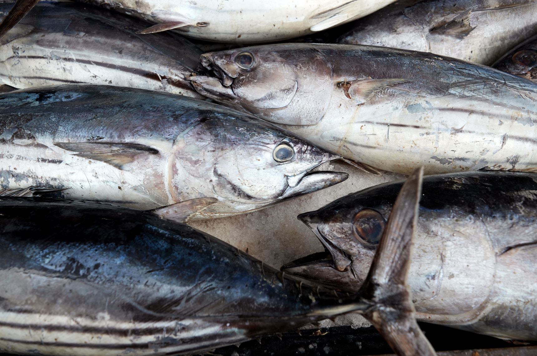 Fresh Caught Tuna at Tuna Harbor Dockside Market
