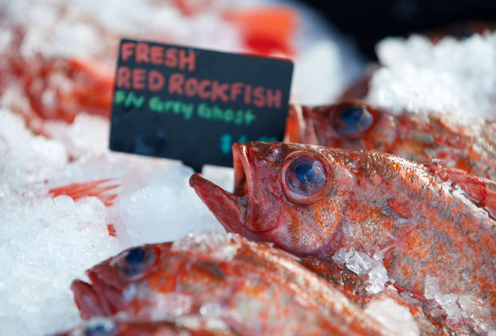 Fresh Caught Rockfish