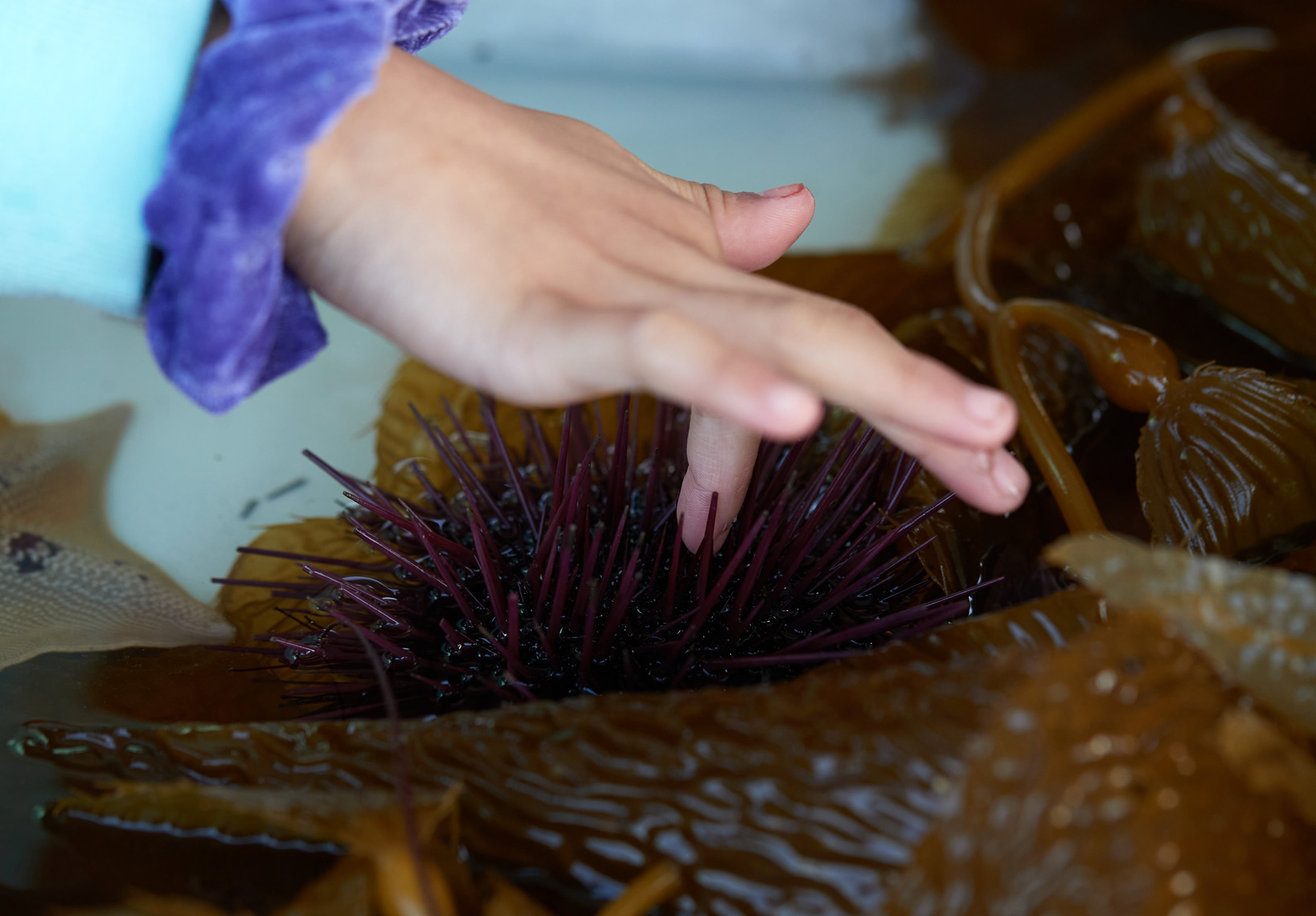 A Child Touches a Sea Urchin in Petting Pool