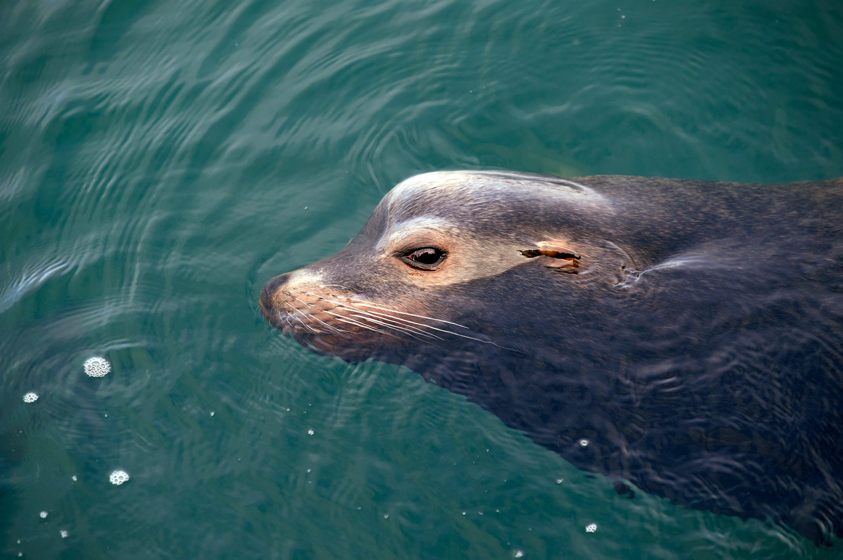 A Sea Lion Swims in San Diego Bay