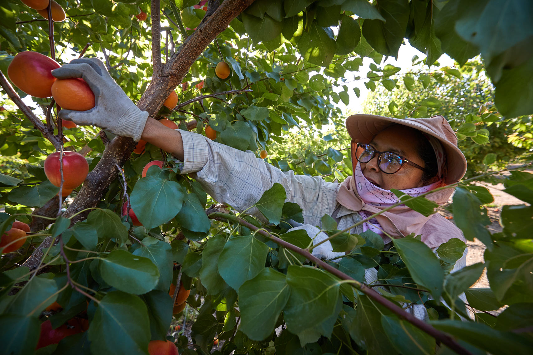 Worker Picking Apricots