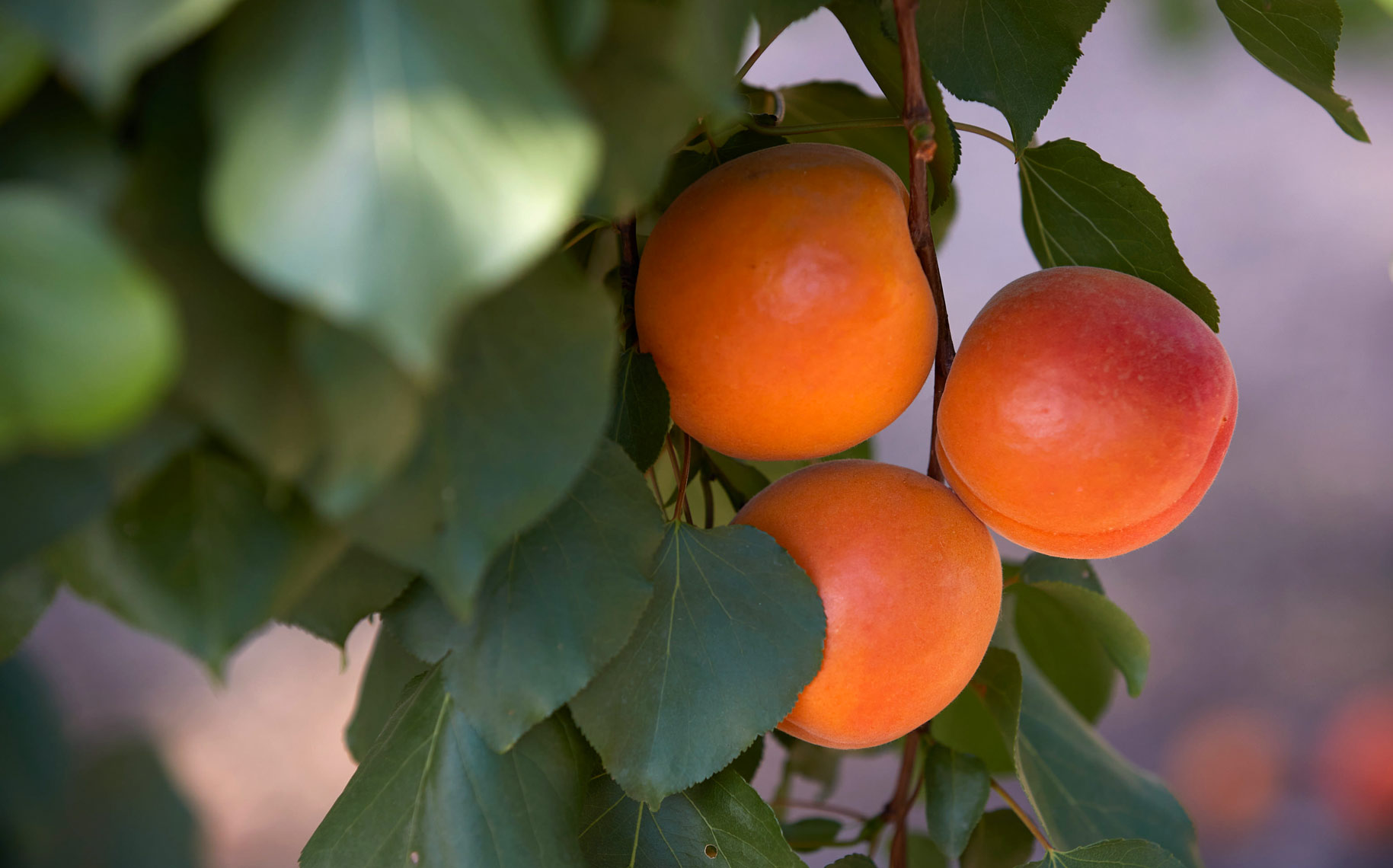 Ripe Apricots on the Tree