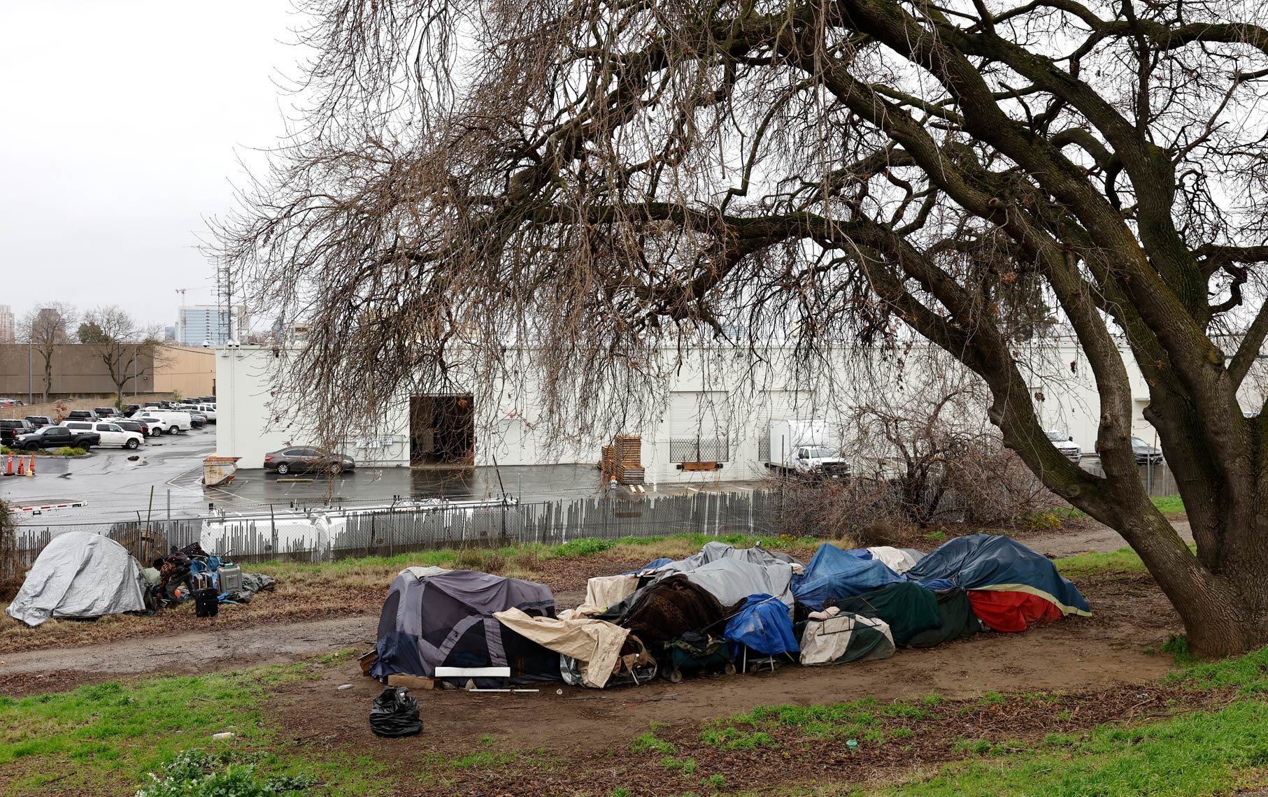 Homeless Encampment Under a Tree