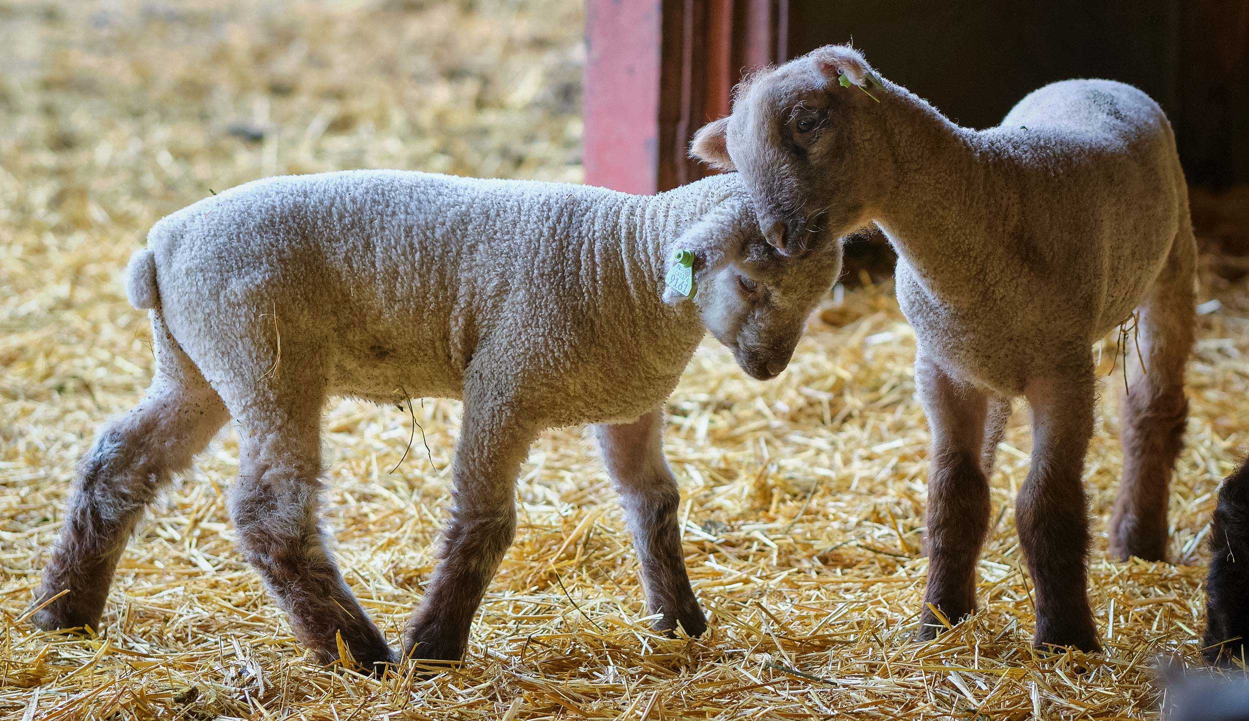 Lambs snuggle at UC Davis