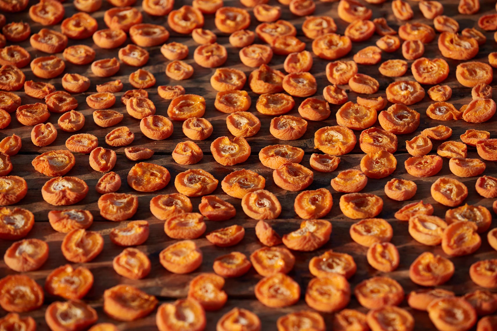 Sun Dried Apricots on a Drying Try