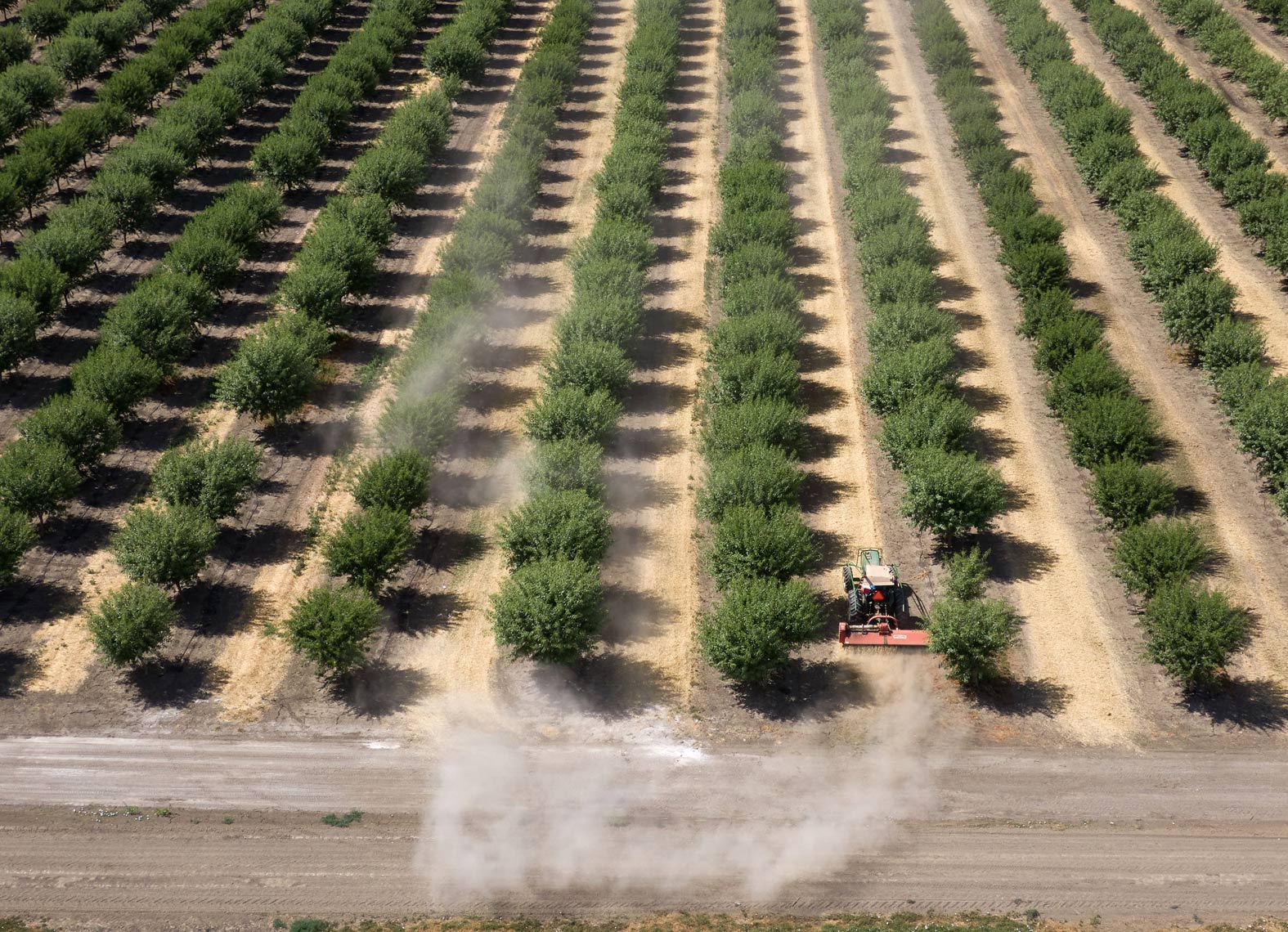 Tractor in an Almond Grove